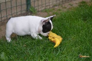 la petite annonce  magnifique femelle bouledogue français sur Sibesoin.com / aast (64460)