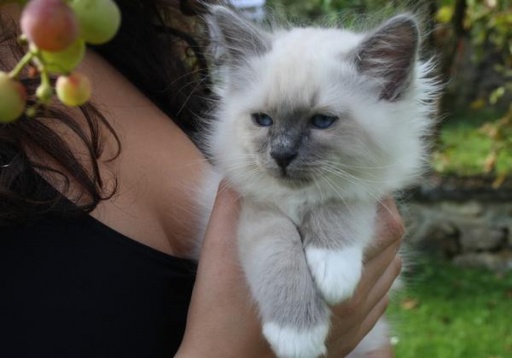 Sibesoin.com petite annonce gratuite Chaton sacré birmanie femelle a donner