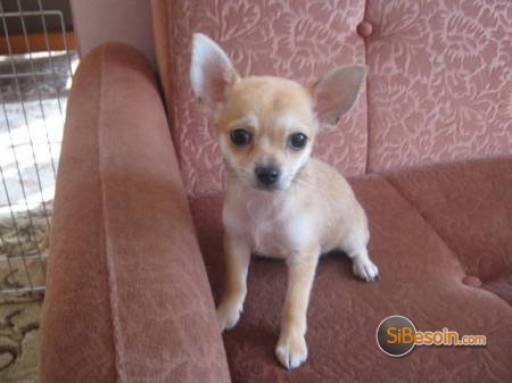 Sibesoin.com petite annonce gratuite 3 adorables chiots de type chihuahua