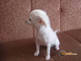 Sibesoin.com petite annonce gratuite 2 3 adorables chiots de type chihuahua