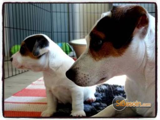 Sibesoin.com petite annonce gratuite sublimes chiots jack russel pure race