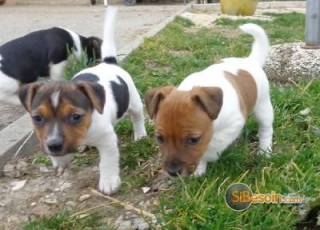 Sibesoin.com petite annonce gratuite 3 sublimes chiots jack russel pure race