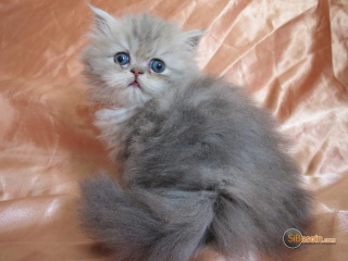 la petite annonce Superbe chaton persan loof sur Sibesoin.com / semillac (17150)
