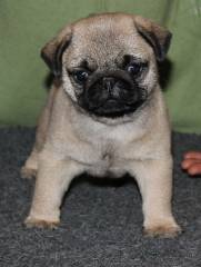 la petite annonce  magnifiques bebes carlin disponibles sur Sibesoin.com / antony (92160)