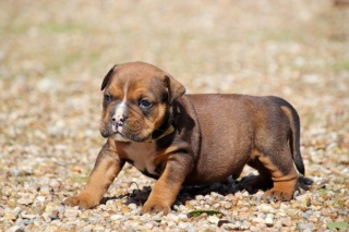 la petite annonce Chiot de race bulldog continental mâle sur Sibesoin.com / nice (06100)