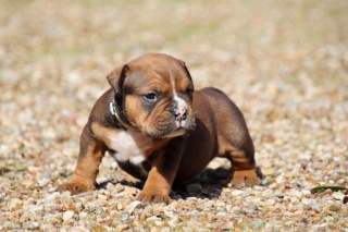 Sibesoin.com petite annonce gratuite 2 Chiot de race bulldog continental mâle
