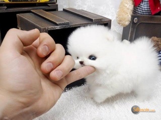 la petite annonce  a donner chiot pomeranien teacup blanc sur Sibesoin.com / caluire et cuire (69300)