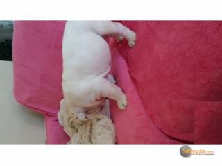 Sibesoin.com petite annonce gratuite 1 adorable chiot mâle bouledogue anglais lof