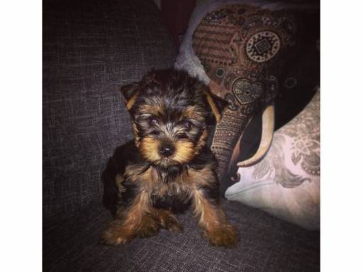 Sibesoin.com petite annonce gratuite chiot yorkshire