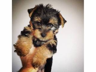 Sibesoin.com petite annonce gratuite 2 chiot yorkshire