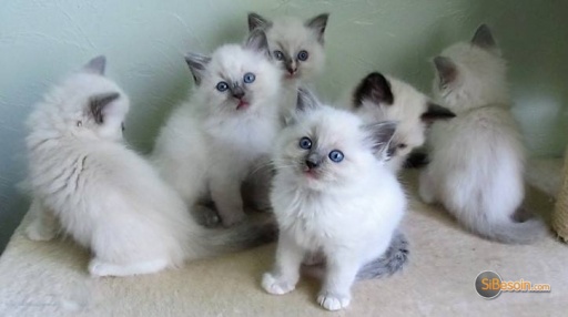 Sibesoin.com petite annonce gratuite Portée de 6 chatons ragdoll pour bonnes familles