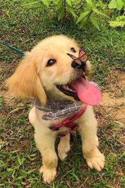 Sibesoin.com petite annonce gratuite Adorable chiots golden retriever