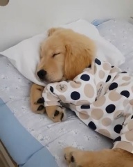 Sibesoin.com petite annonce gratuite 3 Adorable chiots golden retriever