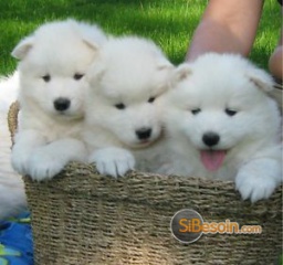 la petite annonce Adorables chiots samoyede sur Sibesoin.com / paris