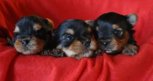 Sibesoin.com petite annonce gratuite Superbes chiots yorkshire terrier pure race