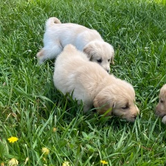 la petite annonce Chiots golden retriever à vendre !! sur Sibesoin.com / levallois perret (92300)