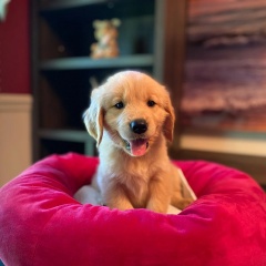 Sibesoin.com petite annonce gratuite 2 Chiots golden retriever à vendre !!