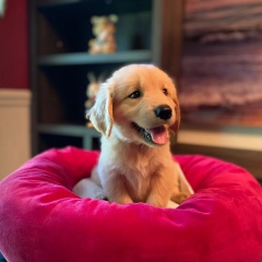 Sibesoin.com petite annonce gratuite 3 Chiots golden retriever à vendre !!