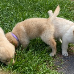 Sibesoin.com petite annonce gratuite 4 Chiots golden retriever à vendre !!