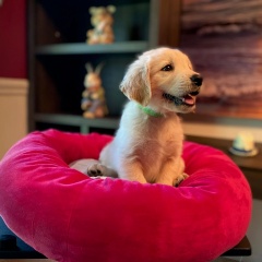 Sibesoin.com petite annonce gratuite 5 Chiots golden retriever à vendre !!