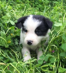 la petite annonce Adorable chiot border collie sur Sibesoin.com / Tours