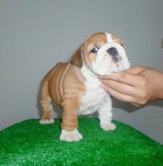 Sibesoin.com petite annonce gratuite 2 Superbe bulldog anglais pedigree