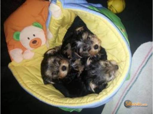 Sibesoin.com petite annonce gratuite adorables chiots yorkshire