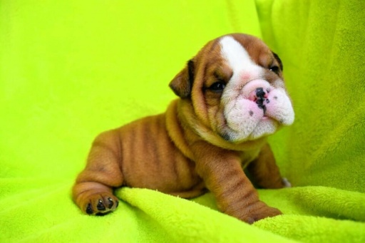 Sibesoin.com petite annonce gratuite Bouledogue anglais male lof a donner