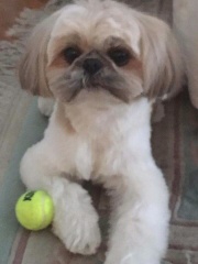 Photo de l'annonce Chiot chihuahua disponible  Wz61saCU92Wl0vaFl130