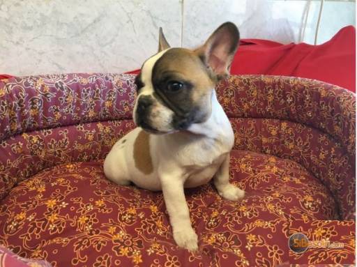 Sibesoin.com petite annonce gratuite adorable mâle bouledogue français caille fauve