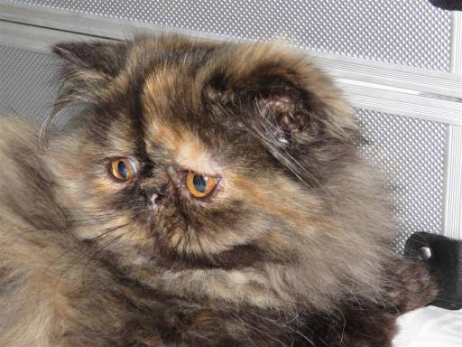 Sibesoin.com petite annonce gratuite beaux chatons persans loof disponibles