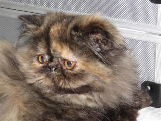 la petite annonce beaux chatons persans loof disponibles sur Sibesoin.com / naucelle (12800)