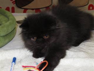 Sibesoin.com petite annonce gratuite 2 beaux chatons persans loof disponibles