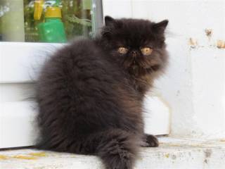 Sibesoin.com petite annonce gratuite 3 beaux chatons persans loof disponibles