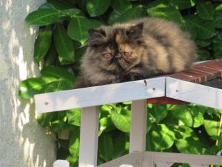 Sibesoin.com petite annonce gratuite 4 beaux chatons persans loof disponibles