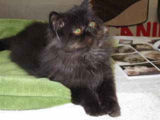 Sibesoin.com petite annonce gratuite 5 beaux chatons persans loof disponibles