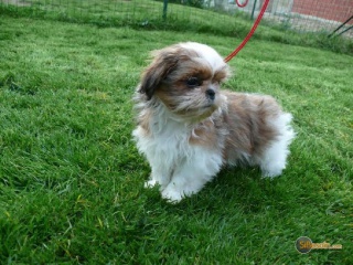 la petite annonce Bichon maltais très adorables a donner sur Sibesoin.com / amiens (80000)