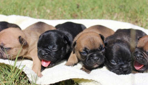 Sibesoin.com petite annonce gratuite Bouledogue français