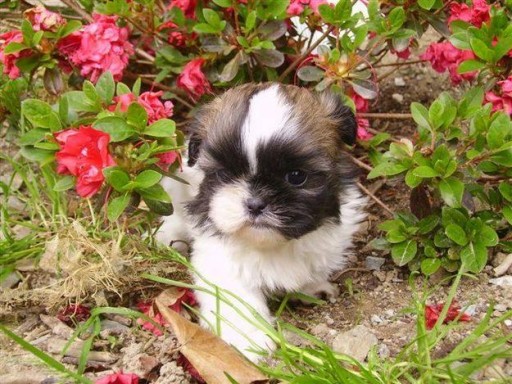 Sibesoin.com petite annonce gratuite Magnifique chiot shih tzu femelle adoption libre