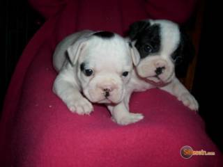 Sibesoin.com petite annonce gratuite 2 chiots bouledogue francais