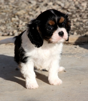 Sibesoin.com petite annonce gratuite Chiot cavalier king charles femelle