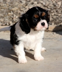 la petite annonce Chiot cavalier king charles femelle sur Sibesoin.com / blois (41000)