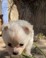 la petite annonce Chihuahua poil long contre bon soins sur Sibesoin.com / Grenoble