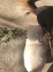 Sibesoin.com petite annonce gratuite 2 Chihuahua poil long contre bon soins
