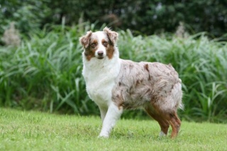 Sibesoin.com petite annonce gratuite 2 Cherche don chiot femelle