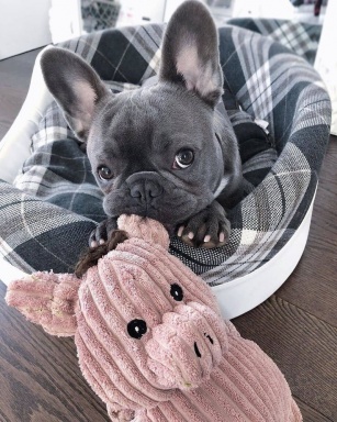 Sibesoin.com petite annonce gratuite Chiot bouledogue français a donné