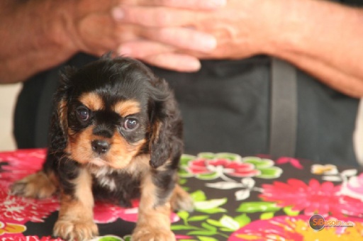 Sibesoin.com petite annonce gratuite Adorable cavalier king charles femelle