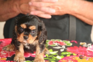 la petite annonce Adorable cavalier king charles femelle sur Sibesoin.com / Bobigny