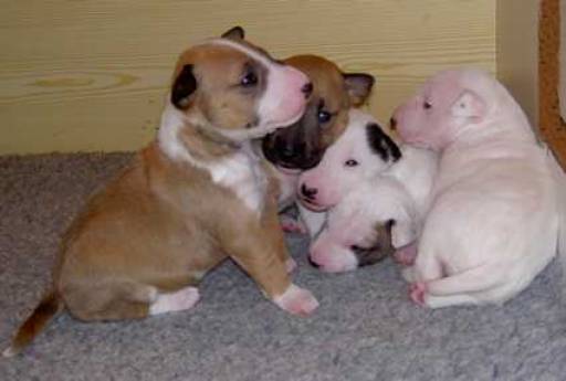 Sibesoin.com petite annonce gratuite Chiot bull terrier miniature lof