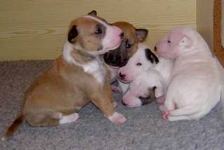 Sibesoin.com petite annonce gratuite 1 Chiot bull terrier miniature lof